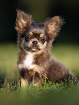 Filhote de Chihuahua do Canil Ouro de Minas em Belo Horizonte