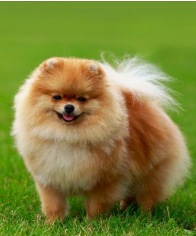 Filhote de Lulu da Pomerânia do Canil Ouro de Minas em Belo Horizonte