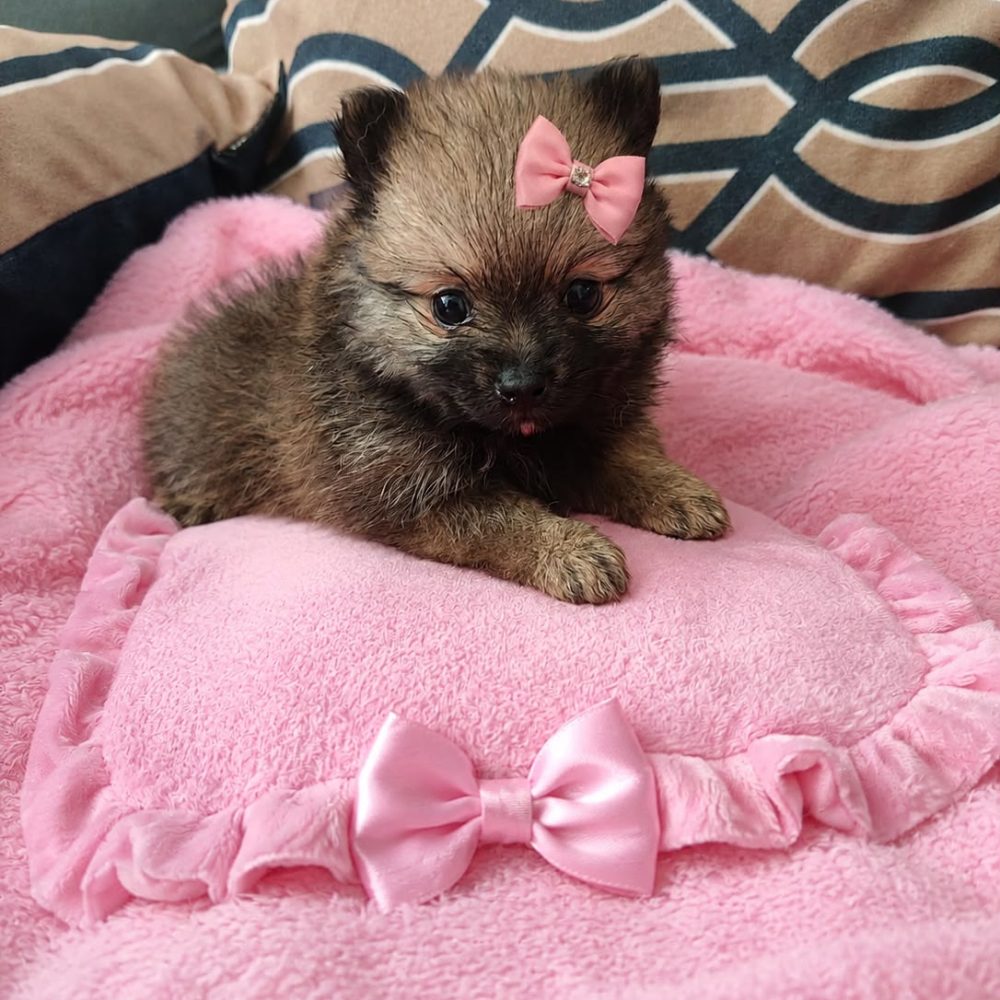 Filhote Nina, Lulu da Pomerânia, do Canil Ouro de Minas