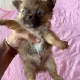 Filhote Chocolatan, Chihuahua pelo longo, do Canil Ouro de Minas