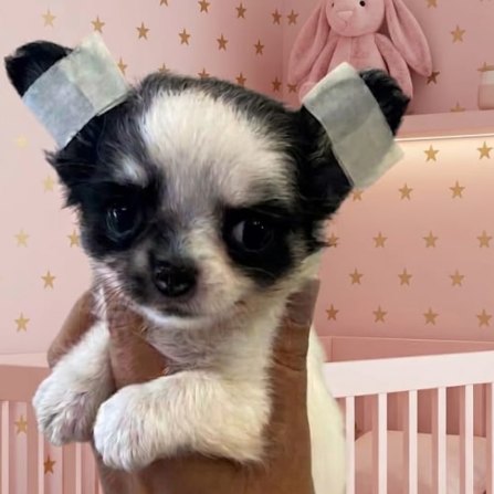 Filhote ❤️, Chihuahua pelo longo, do Canil Ouro de Minas