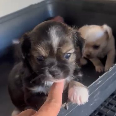 Filhote Louie, Chihuahua pelo longo, do Canil Ouro de Minas